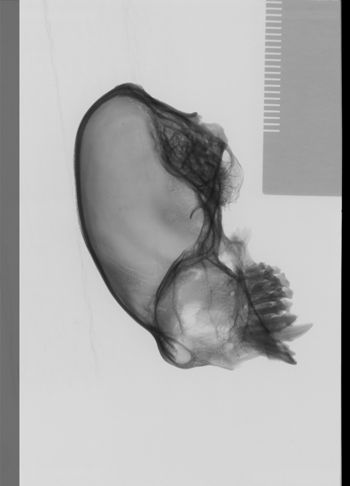 Media type: image;   Mammalogy 30602 Description: lateral;